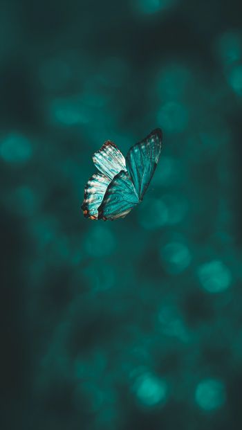 Обои 640x1136 бабочка, крылья, зеленый