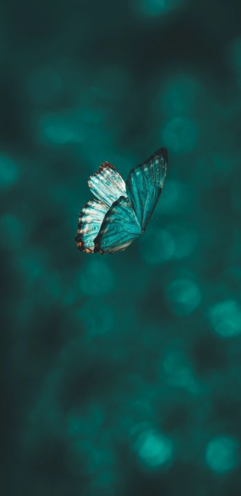 butterfly, wings, green Wallpaper 1440x2960