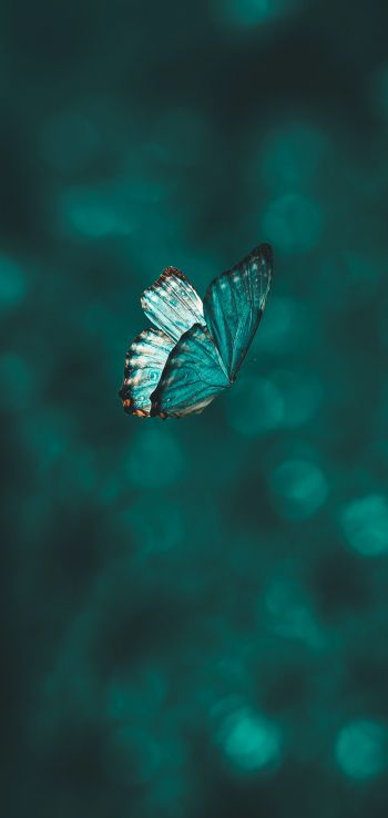 butterfly, wings, green Wallpaper 1080x2280