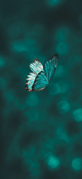 butterfly, wings, green Wallpaper 1284x2778