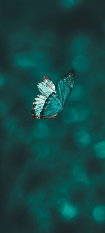 butterfly, wings, green Wallpaper 720x1600