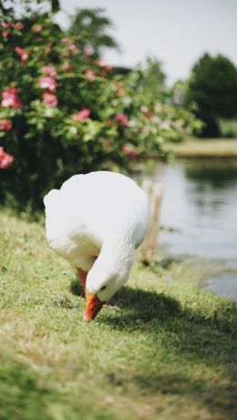 goose, bird Wallpaper 640x1136