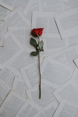 rose, pages Wallpaper 640x960