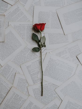 rose, pages Wallpaper 1668x2224