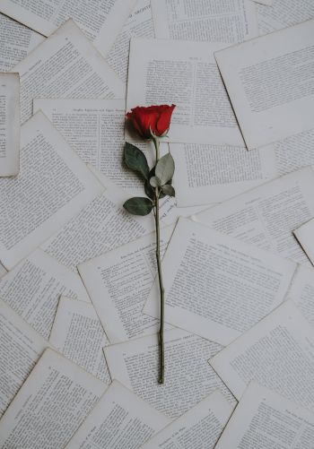 rose, pages Wallpaper 1668x2388