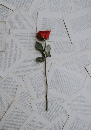 rose, pages Wallpaper 1640x2360