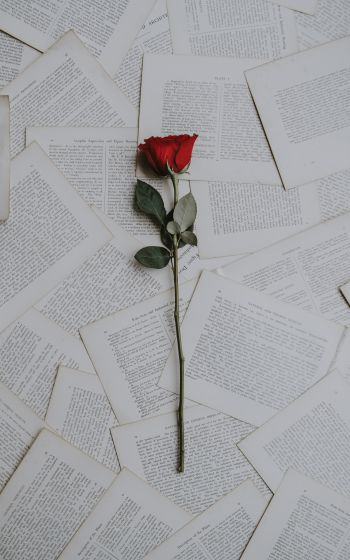 rose, pages Wallpaper 1200x1920