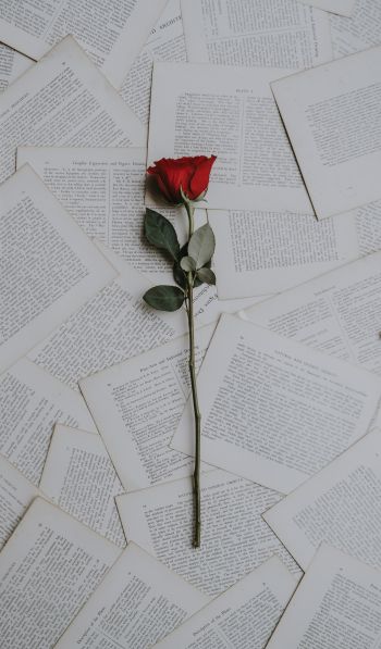 rose, pages Wallpaper 600x1024