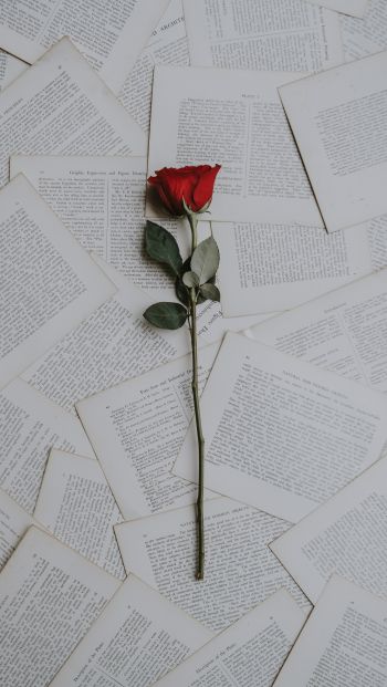 rose, pages Wallpaper 640x1136