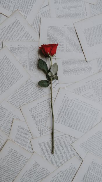 rose, pages Wallpaper 1440x2560