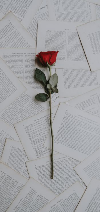 rose, pages Wallpaper 720x1520