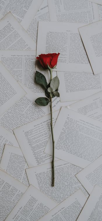 rose, pages Wallpaper 1125x2436