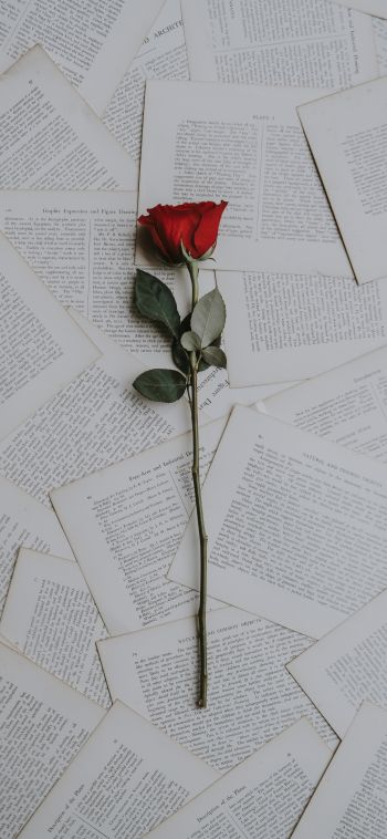 rose, pages Wallpaper 1080x2340