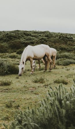 horse, foal Wallpaper 600x1024