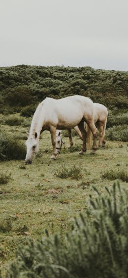 horse, foal Wallpaper 1125x2436