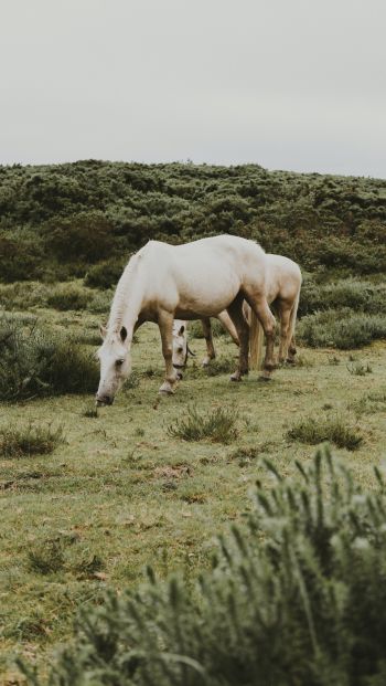 horse, foal Wallpaper 640x1136