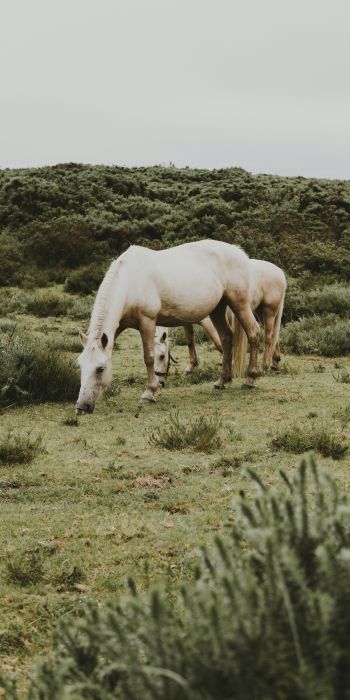 horse, foal Wallpaper 720x1440