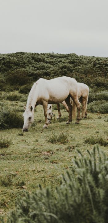 horse, foal Wallpaper 1080x2220