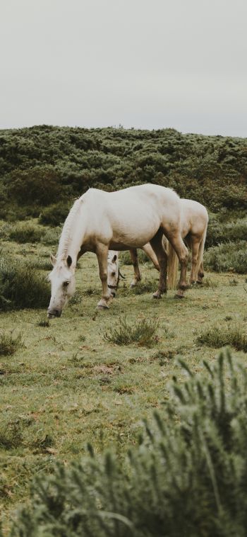 horse, foal Wallpaper 1080x2340