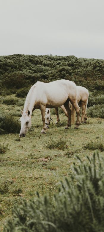 horse, foal Wallpaper 1080x2400