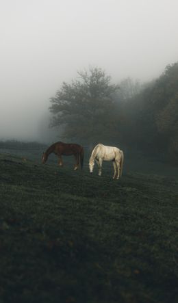 horses, pasture Wallpaper 600x1024
