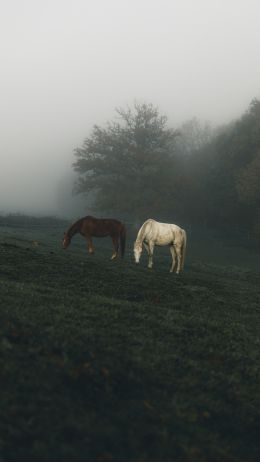 horses, pasture Wallpaper 720x1280