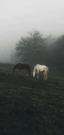 horses, pasture Wallpaper 1440x3040