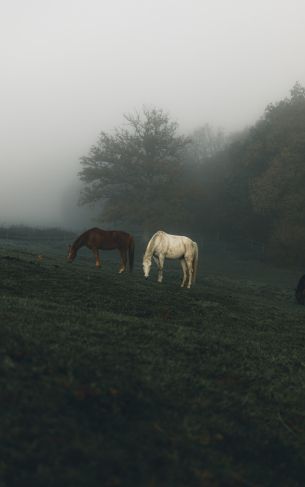 horses, pasture Wallpaper 1752x2800