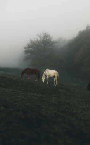 horses, pasture Wallpaper 800x1280