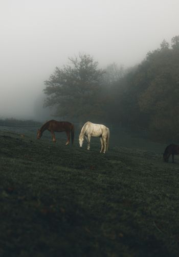 horses, pasture Wallpaper 1640x2360