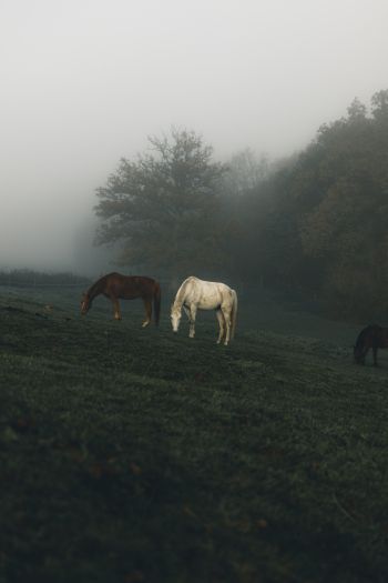 horses, pasture Wallpaper 640x960