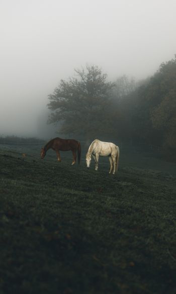 horses, pasture Wallpaper 1200x2000