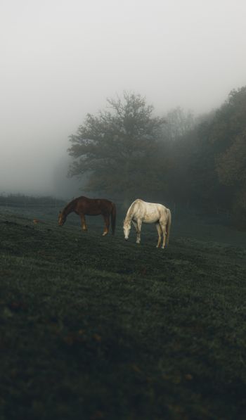 horses, pasture Wallpaper 600x1024