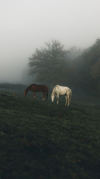 horses, pasture Wallpaper 640x1136