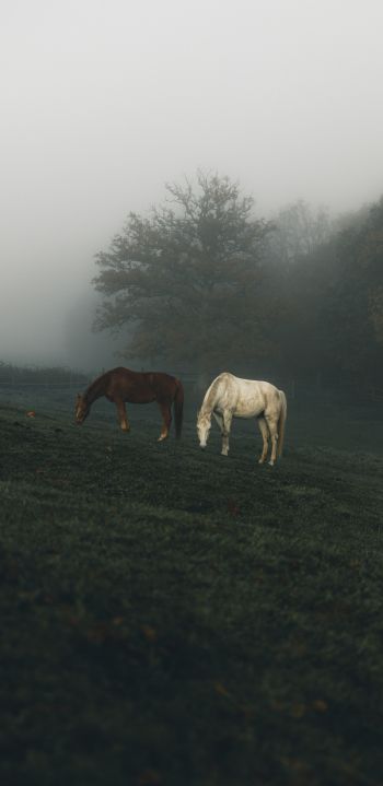 Обои 1080x2220 лошади, пастбище