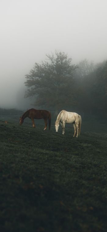 horses, pasture Wallpaper 828x1792