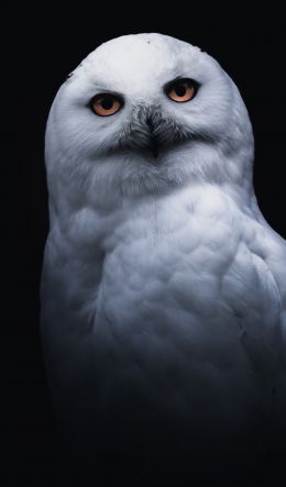owl, yellow eyes Wallpaper 600x1024