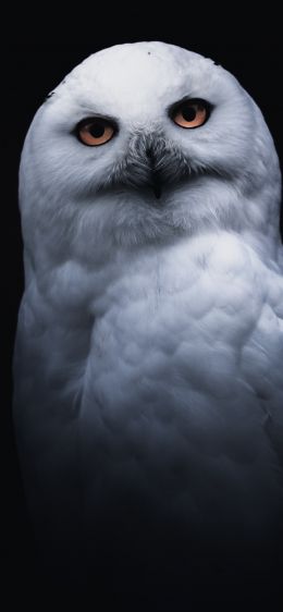 owl, yellow eyes Wallpaper 1170x2532