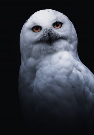 owl, yellow eyes Wallpaper 1640x2360