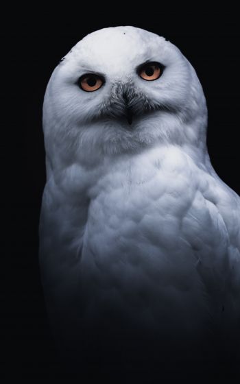 owl, yellow eyes Wallpaper 800x1280
