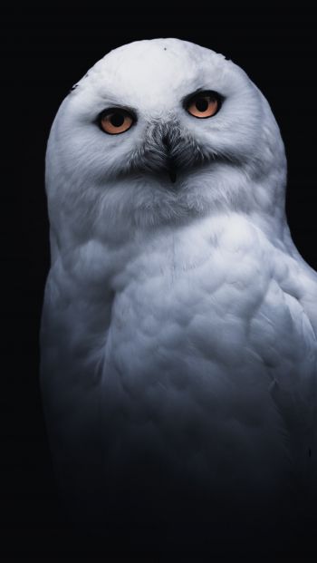 owl, yellow eyes Wallpaper 640x1136