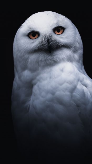 owl, yellow eyes Wallpaper 1440x2560