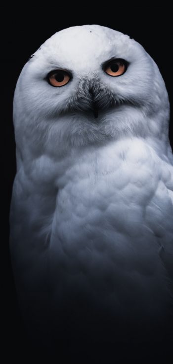 owl, yellow eyes Wallpaper 1080x2280