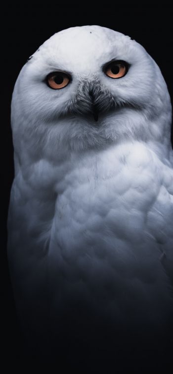 owl, yellow eyes Wallpaper 1080x2340