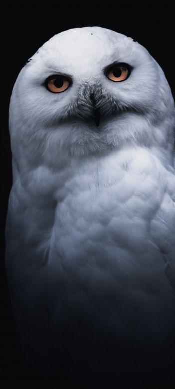 owl, yellow eyes Wallpaper 1080x2400