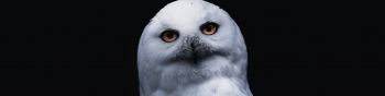 owl, yellow eyes Wallpaper 1590x400
