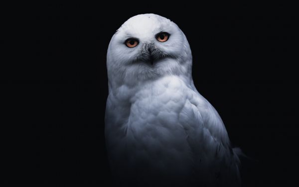 owl, yellow eyes Wallpaper 2560x1600