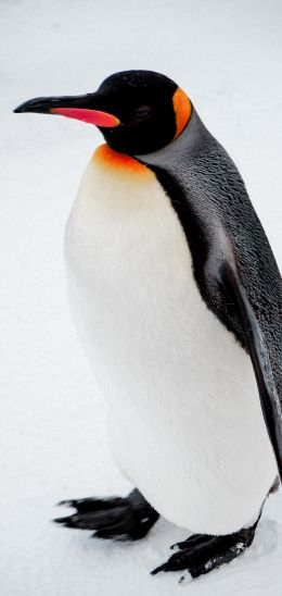 king penguin Wallpaper 1080x2280