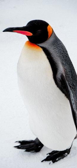 king penguin Wallpaper 1080x2340