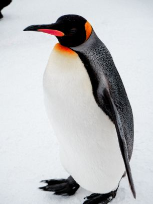 king penguin Wallpaper 1620x2160